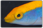 Lightning Wrasse